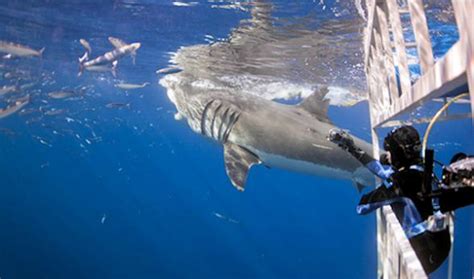 shark diving california san francisco